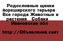 Родословные щенки йоркширского терьера - Все города Животные и растения » Собаки   . Ивановская обл.